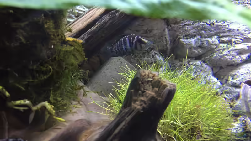 Altolsmprologus calvus Weibchen von Aqua-Jonas (6)