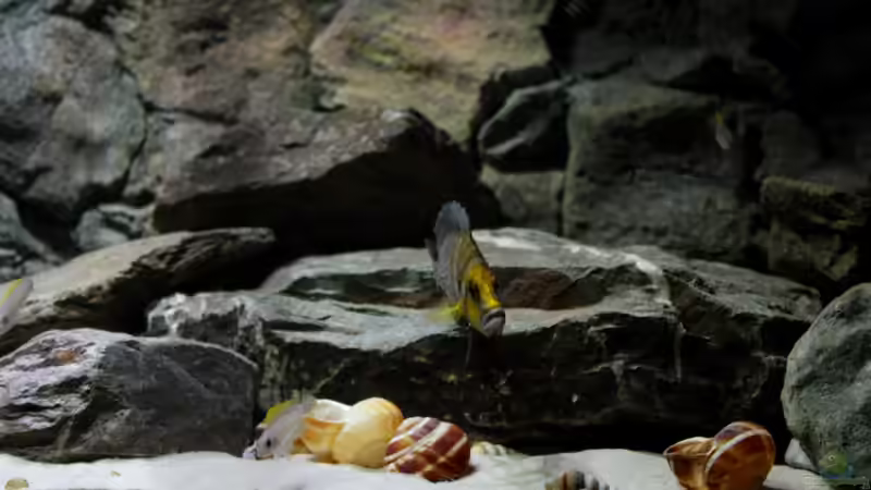 Altomännchen von Koehler (37)