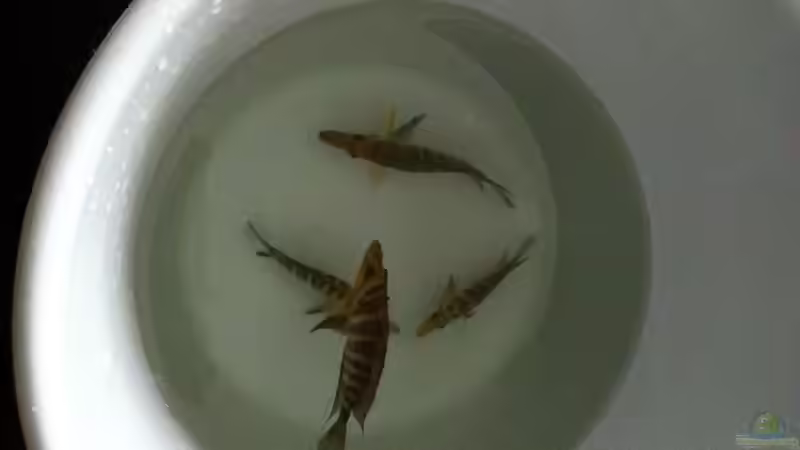 Altos kurz nach dem Transport von Koehler (28)