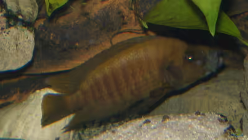 altrolamprologus von Thomas Wiesner (8)