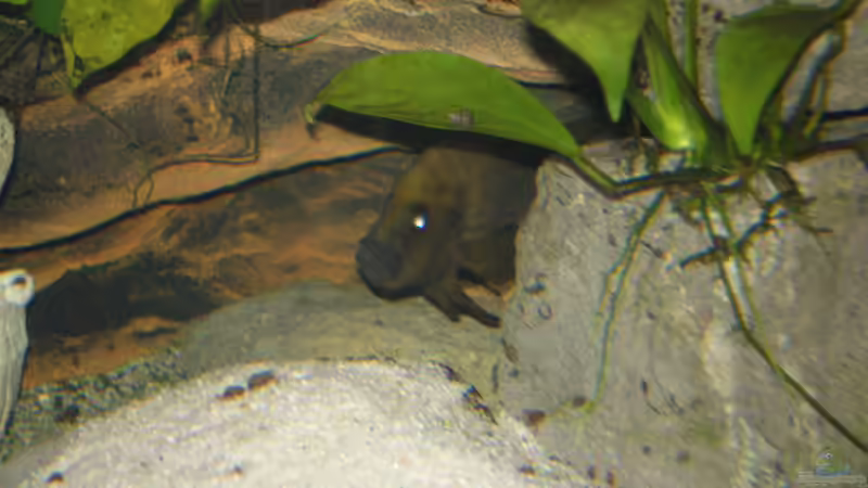 altrolamrologus von Thomas Wiesner (7)