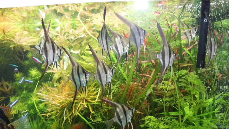 Altum 20120415 von @mazonas (17)