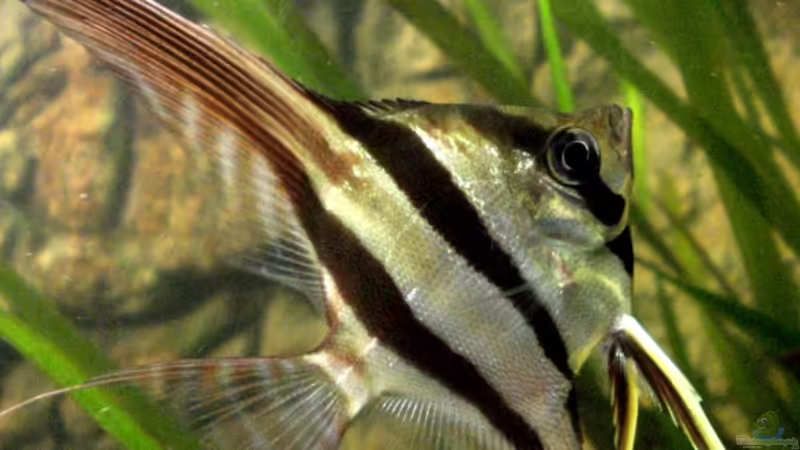 Altum-Aquarium von Angelfish (1)