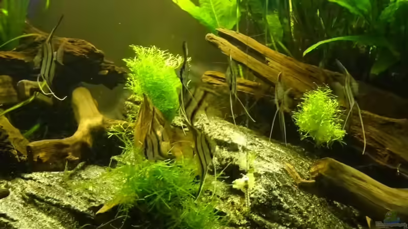 Altum-Gruppe von Thorsten G. (36)