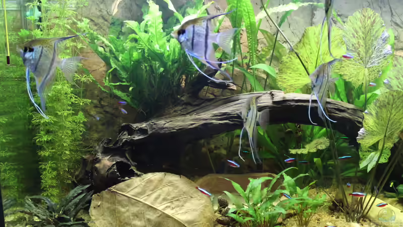 Altum,im Vordergrund Seemantelbaumblätter von Ottche (18)