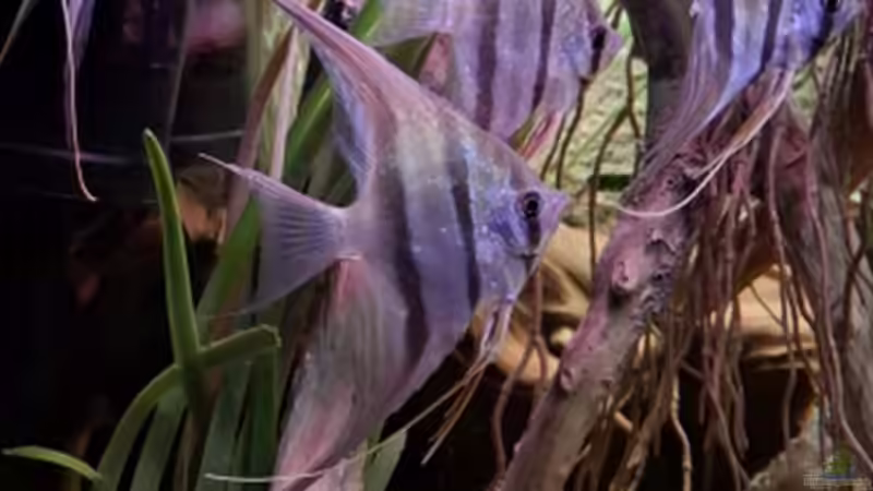 Altum-Skalar, WF, Standortvar. ´San Felipe´, ca 18 cm, Stand April 2026 von Agua viva (18)