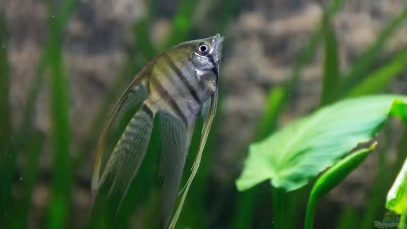 Altum Skalar von Skalar8705 (20)