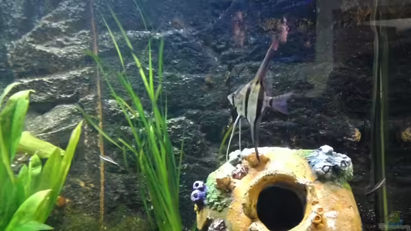 Altum von Tyrofijo (5)