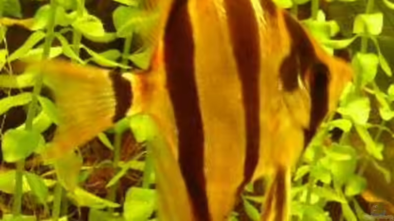 Altum von Uwe Krowiorsch (6)