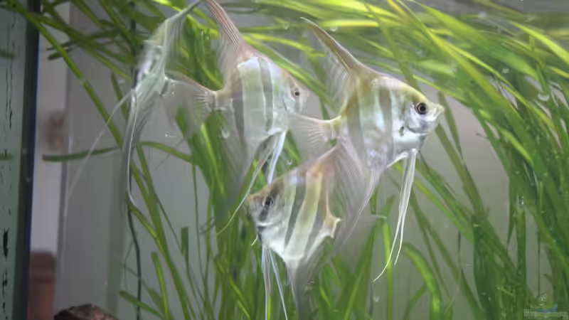 Altums von Panda (10)