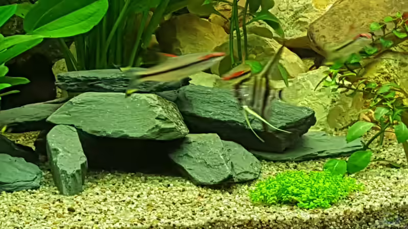 Altumskalar und Rotstrichbarbe. von Aqua-Ossie (9)