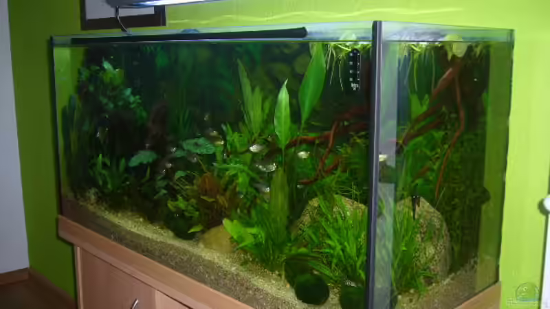 Alu Hänge-Energiesparleuchte 2X36 watt T5 PLT-H von Joachim Reinhardt (25)