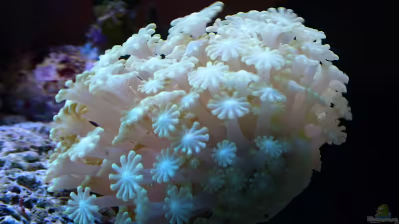 Alveopora catalai im Aquarium halten (Einrichtungsbeispiele für Margeritenkoralle)