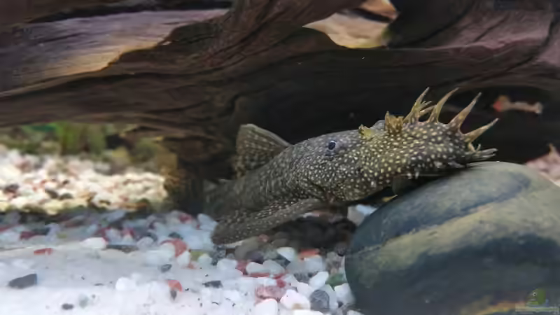 Alvin auf seinem Ruhestein :-) von SvenDerGroße (18)