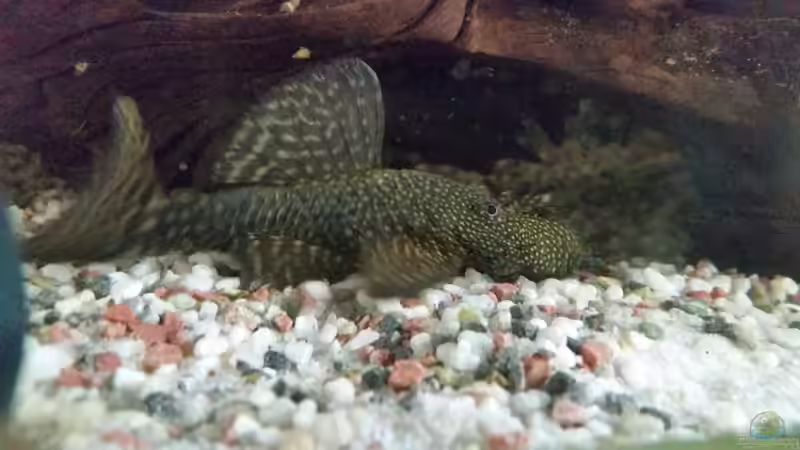 Alvin ist genervt von SvenDerGroße (21)