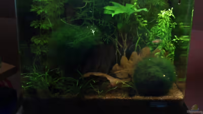 am 02.01.12 von TinaMarie (4)