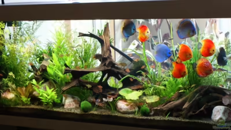 am 02.12.08 nach Pflanzenrückschnitt von lod (10)