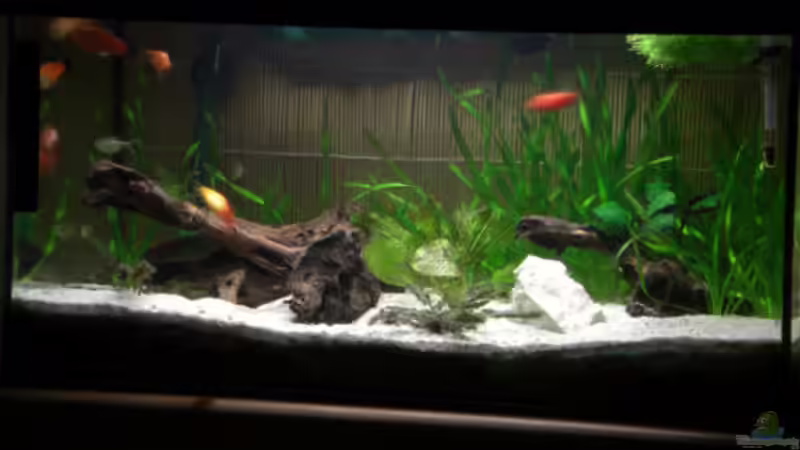 am 04.06.2008 nach Umbau von Büdi II (12)