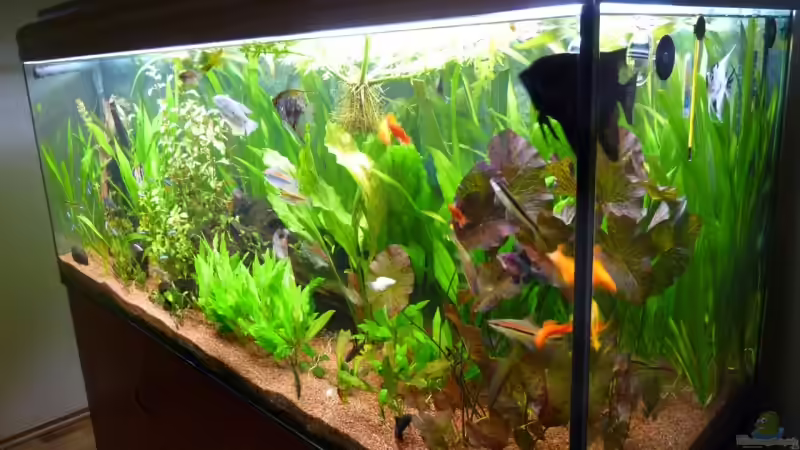 Am 07.07.2009 von Ed (2)