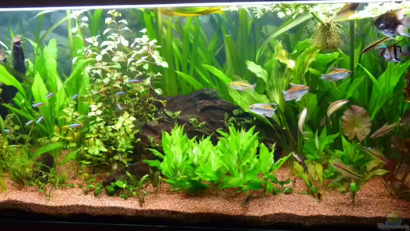 Am 07.07.2009 von Ed (3)