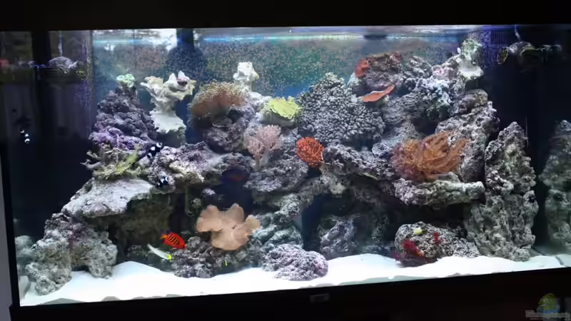 Am 14.8.11 nach Umbau von Thorsten John (2)