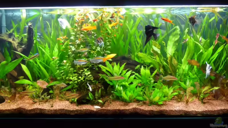 Am 17.08.2009 von Ed (6)