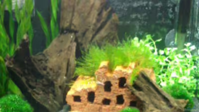 am 18.4.11 von Crissy (5)