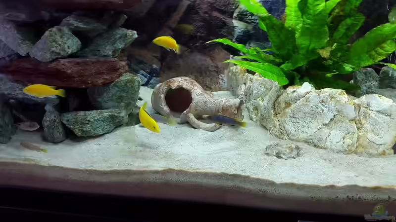 Am 2. Tag, Yellows und Mbambas  von Malawi Zürich (26)