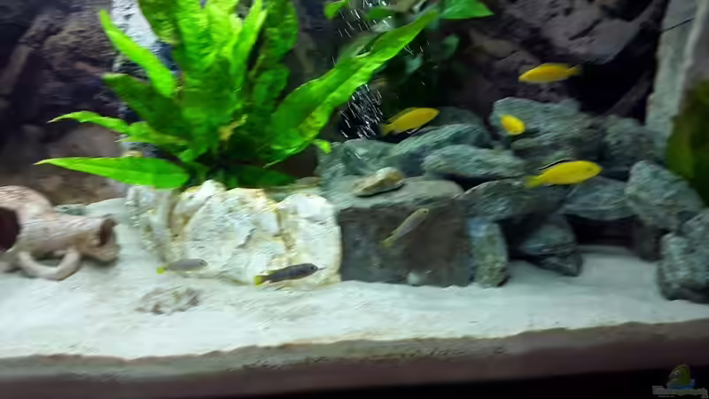 Am 2. Tag, Yellows und Mbambas  von Malawi Zürich (27)