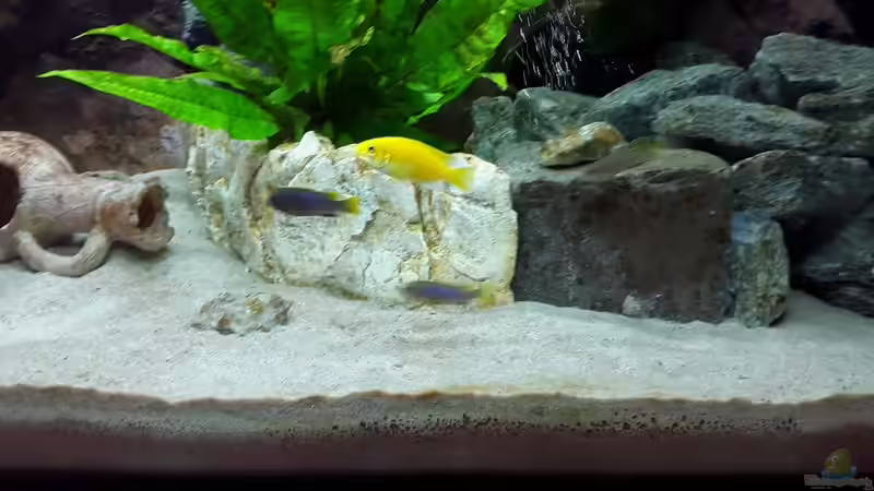 Am 2. Tag, Yellows und Mbambas von Malawi Zürich (28)