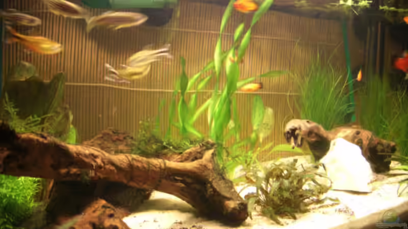 am 24.11.2007 von vorne nach ??nderung von Büdi II (8)