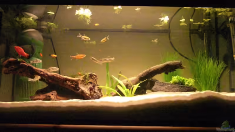 am 27.10.2007 von vorne von Büdi II (6)