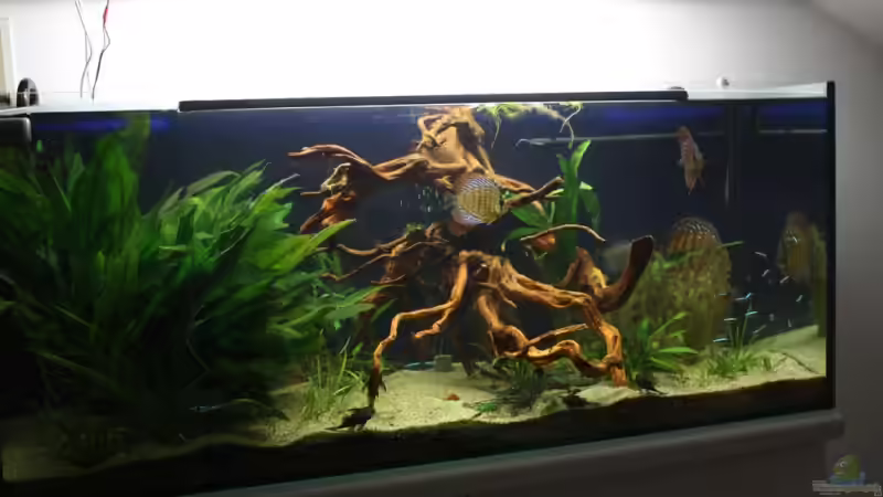 am 6.01.09 erstellt von Freddy (5)