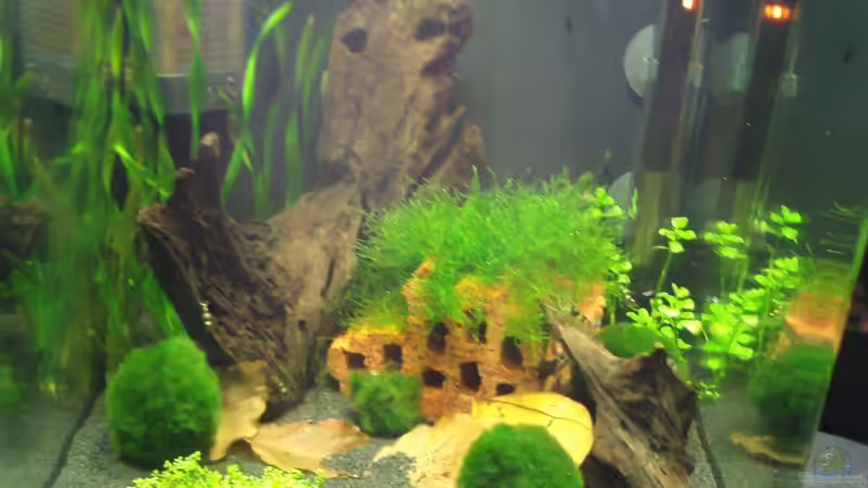 am 6.5.11 von Crissy (2)