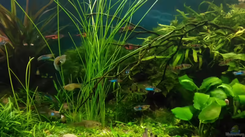 am 8.8.17 von Grünhexe (171)