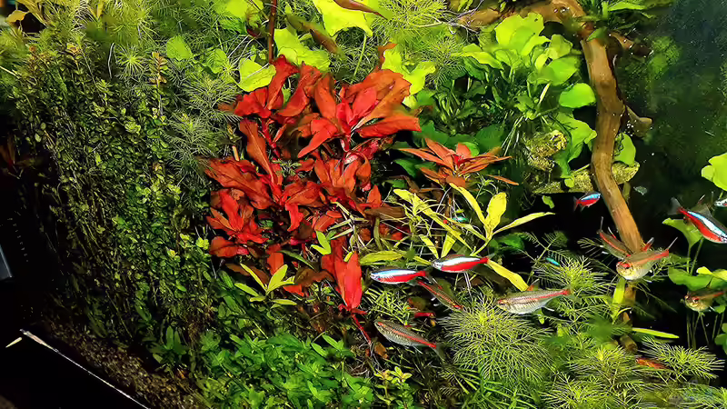 Am Abend kurz vor der Fütterung  von odin 68 (110)