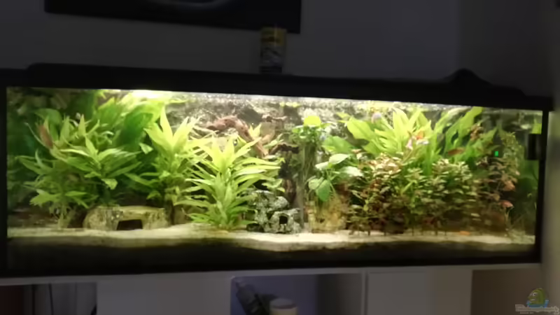 Am Abend von Chinese Inai (8)