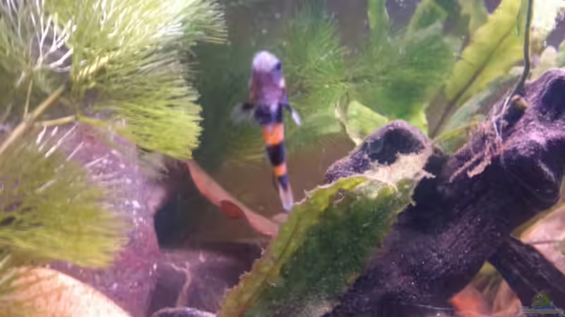 Am Abhängen von Exotist (14)