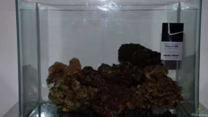 Am Anfang ... von reefaddict (14)