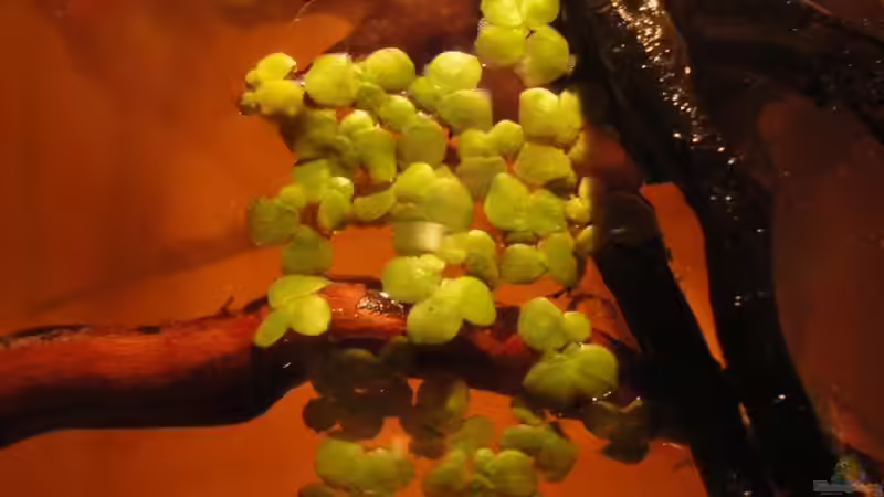 am Anfang... von Laura (10)