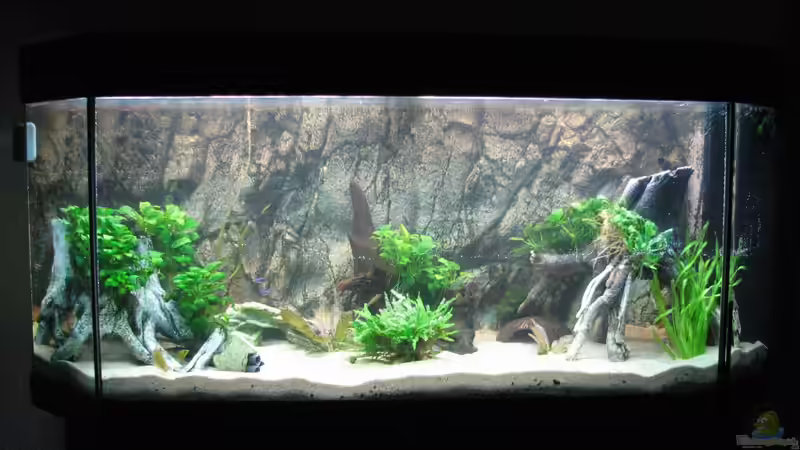 Am anfang 13.3.2010 von Stefan (2)