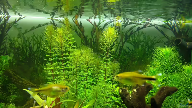 Am Anfang kaum zu sehen - jetzt einer der Hauptblicke (17.06.2020) von Ameisenalex (11)