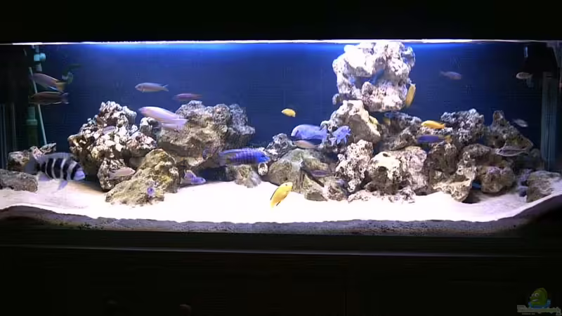 Am Anfang ohne HQI,ohne Pflanzen und wenig Gestein von Michael Meyer (4)