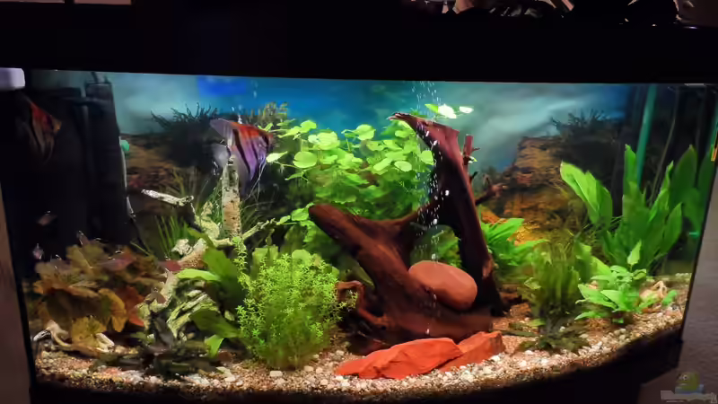 am Anfang war ein Traum von S04Peter (2)