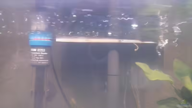 Am Anhängefilter sprudelt es ganz ordentlich, manche Fische mögen das, andere nicht. von Schnaeuf (13)