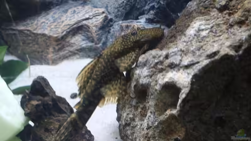 am chillen nachm fressen von Gladbacherfohlen86 (42)