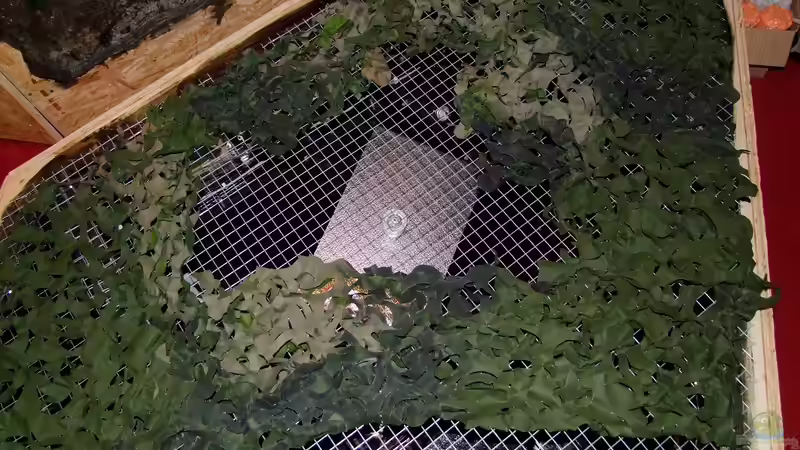 Am Deckel sind Tarnnetze angebracht um für einen ´Laubähnliches Aussehen´ zu sorgen und um den schönen Schattenwurf durch die Beleuchtung zu bekommen von Betta Chris (14)