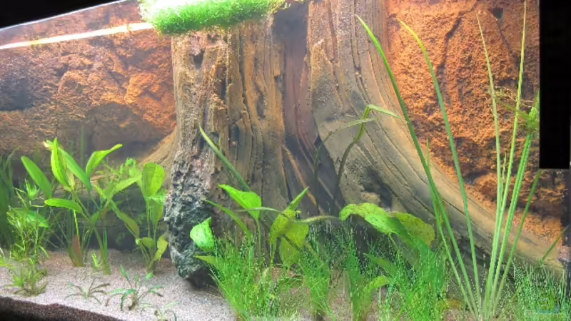 Am ersten Tag von gabbel (5)