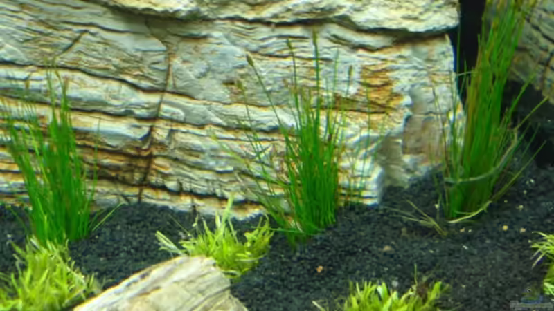 Am felsen sieht am die Pflanze ´Eleocharis parvula´ von David Weidenbacher (8)