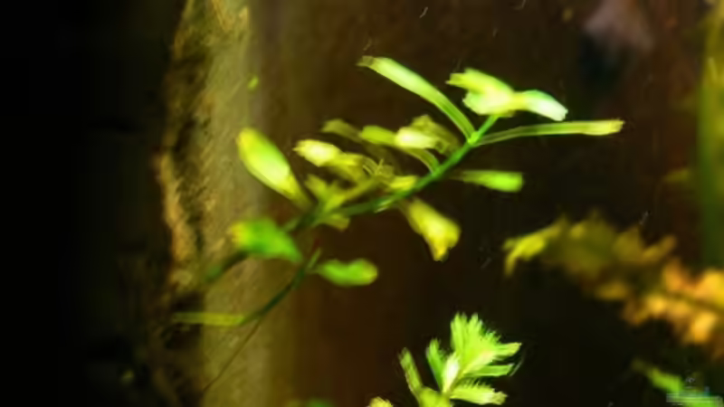 Am Filter wächst es sich gut von René Leubecher (11)